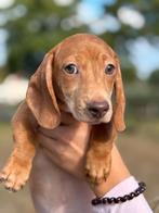 Lieve Mooie Schattige Teckel Puppys Beschikbaar, Dieren en Toebehoren, Honden | Teckels en Dashonden, Reu, CDV (hondenziekte)