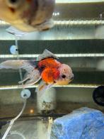 Fancy Goldfish Oranda Calico HQ, Dieren en Toebehoren, Vissen | Aquariumvissen