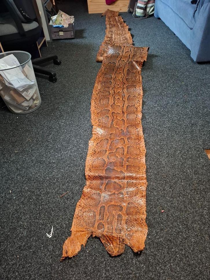 Python slangenhuid (480 cm x 45 cm), Verzamelen, Dierenverzamelingen, Gebruikt, Opgezet dier, Reptiel of Amfibie, Ophalen of Verzenden