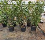 26x Prunus Caucasica laurier 2m, Ophalen, Laurier, 100 tot 250 cm