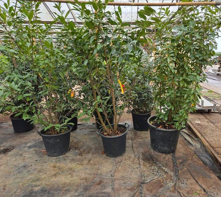 26x Prunus Caucasica laurier 2m, Tuin en Terras, Planten | Struiken en Hagen, Laurier, 100 tot 250 cm, Ophalen