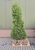 Thuja conifeer 200-225 ‼️AKTIE‼️, Tuin en Terras, Ophalen of Verzenden, Conifeer, 100 tot 250 cm