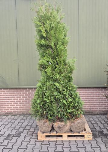 Thuja conifeer 200-225 ‼️AKTIE‼️ beschikbaar voor biedingen