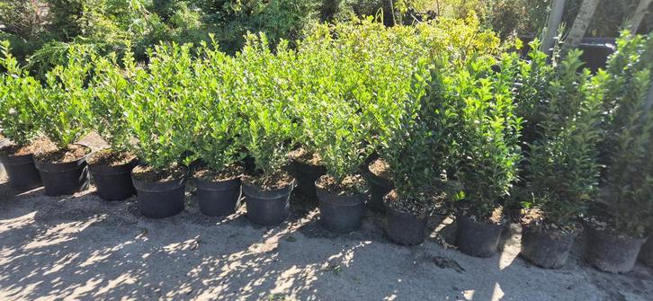 Ilex crenata Caroline Upright, Tuin en Terras, Planten | Struiken en Hagen, Struik, Hulst, Minder dan 100 cm, Ophalen