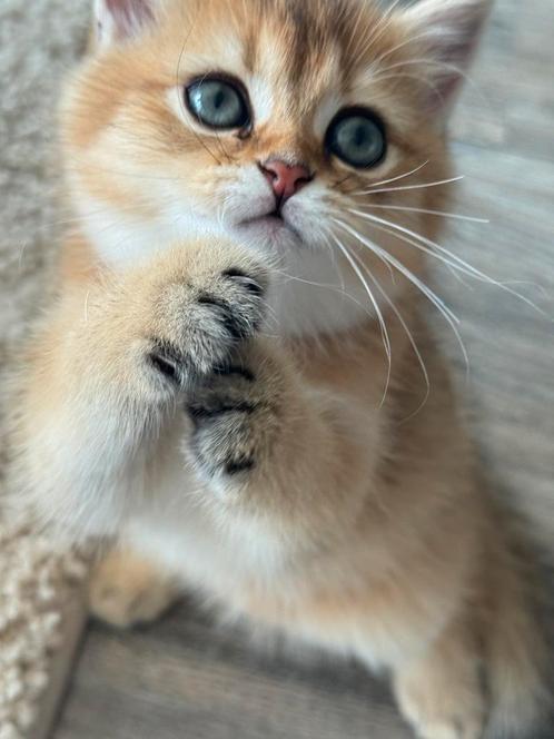 British Shorthair kittens – 3 poesjes met stamboom, Dieren en Toebehoren, Katten en Kittens | Raskatten | Langhaar, Poes