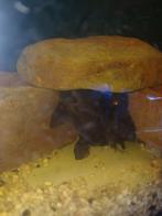 Koppeltje synodontis, Vis