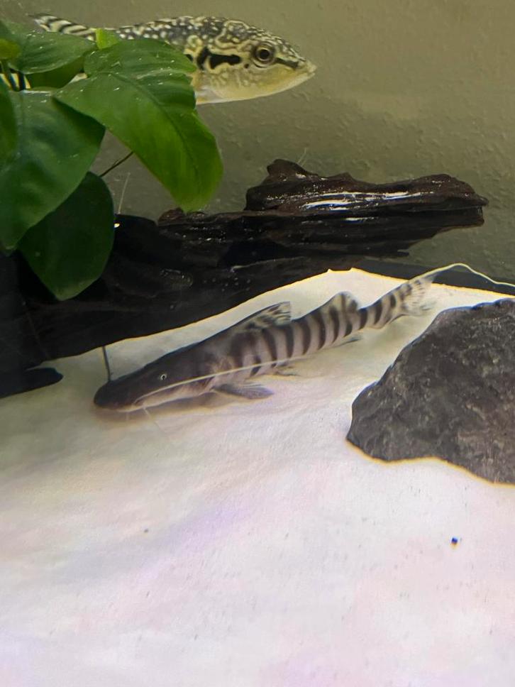 vissen&decoratie MOET WEG, Dieren en Toebehoren, Vissen | Aquariumvissen, Zoetwatervis, Vis, Schoolvis