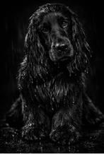 Engelse Cocker spaniël reutje 22 mnd met Fci stamboom, Particulier, Reu, 1 tot 2 jaar, Buitenland