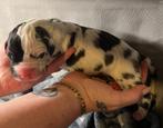 Duitse Dog Pups met stamboom, Dieren en Toebehoren, Rabiës (hondsdolheid), 15 weken tot 1 jaar, Overige rassen, Meerdere
