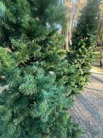 Pilaar kerstbomen, Ophalen