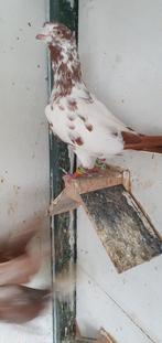 9stuks, Dieren en Toebehoren, Vogels | Duiven, Meerdere dieren, Overige soorten
