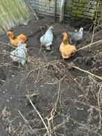 Te koop cochin kriel, Dieren en Toebehoren, Pluimvee