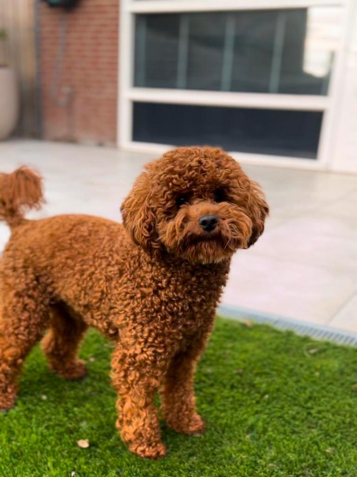 toy poedel dekreu met fci stamboom, Dieren en Toebehoren, Honden | Dekreuen, Reu, Particulier, Eén hond, Nederland, 1 tot 2 jaar