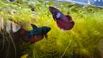 2 betta vrouw, Dieren en Toebehoren, Vissen | Aquariumvissen, Vis