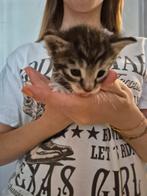 ️ hele lieve, gezonde kitten, Poes, Kortharig, 0 tot 2 jaar