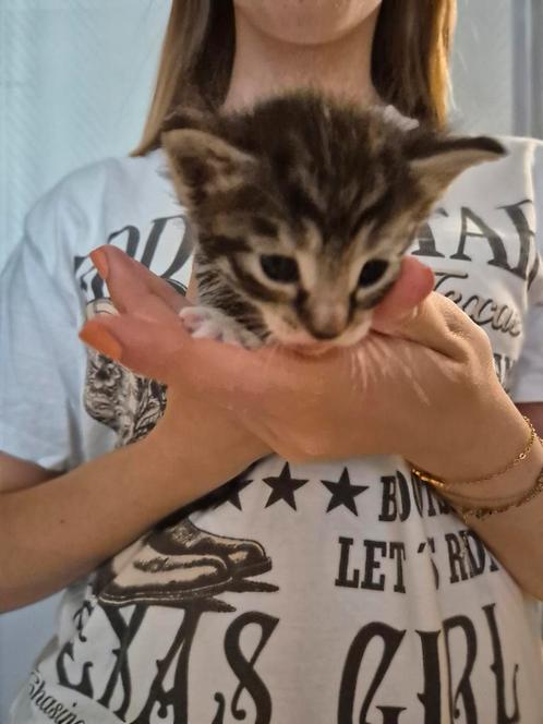 ️ hele lieve, gezonde kitten, Dieren en Toebehoren, Katten en Kittens | Overige Katten, Kortharig, Poes, 0 tot 2 jaar