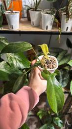 Philodendron florida ghost plantje, Ophalen of Verzenden