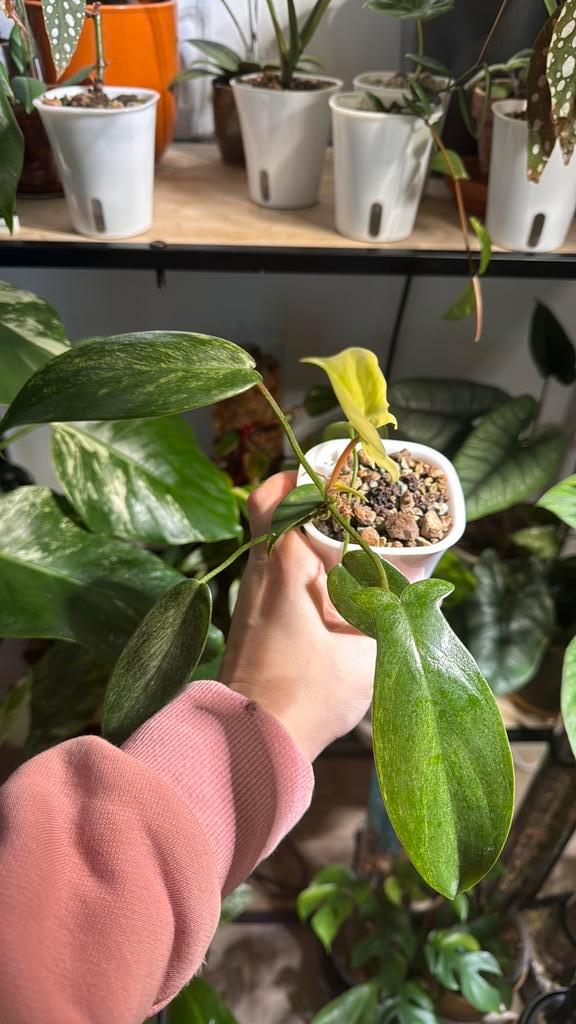 Philodendron florida ghost plantje, Huis en Inrichting, Kamerplanten, Ophalen of Verzenden