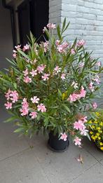 2x oleander met pot (rose), Tuin en Terras, Planten | Tuinplanten, Ophalen, Zomer, Overige soorten, Volle zon