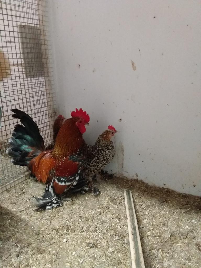 Krielkippen sabelpoot porselein, Vrouwelijk, Kip