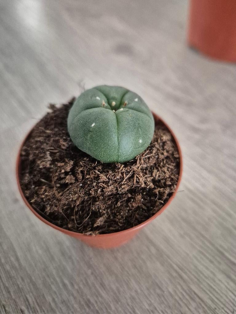 Peyote cactus ( Lophophora williamsii ) 2 x, Huis en Inrichting, Ophalen of Verzenden, Cactus, Volle zon, Minder dan 100 cm