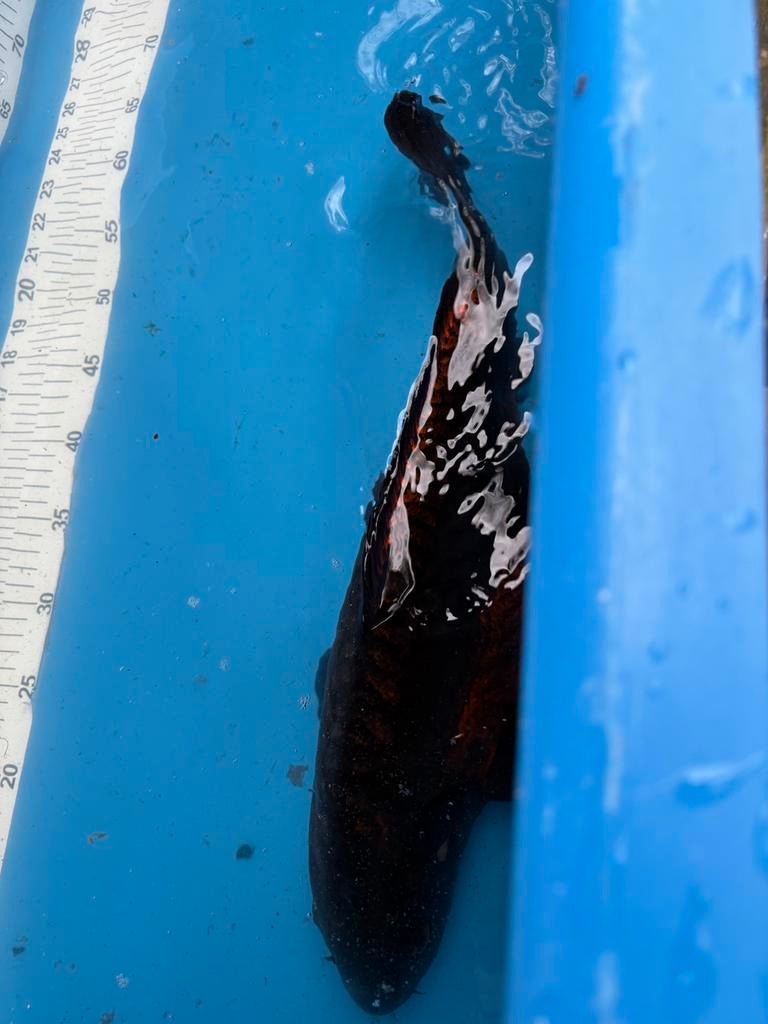 Gratis 40 cm koi, Karper of Koi