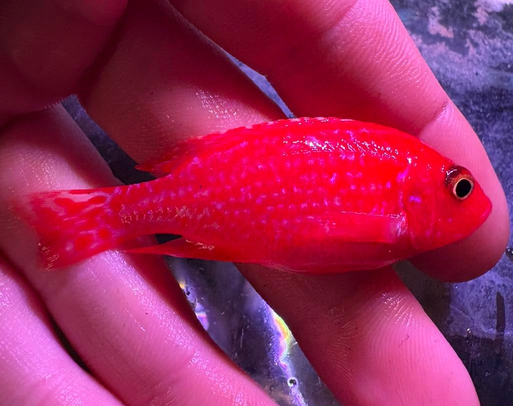 TOP kwaliteit Aulonacara fire red !!, Dieren en Toebehoren, Vissen | Aquariumvissen, Vis