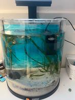 Vissen guppies, Dieren en Toebehoren, Vissen | Aquariumvissen, Vis