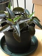 5 mooie mother of thousands planten  (vetplant), Ophalen, Volle zon, Minder dan 100 cm