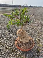 Caudex Fockea Edulis XXL p17 (1), Ophalen of Verzenden, Halfschaduw, Minder dan 100 cm