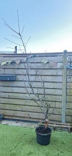 Appelboom laagstam elstar, Overige soorten, Lente, 100 tot 250 cm, Ophalen