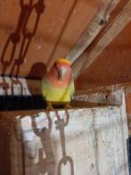 Agapornissen, Geslacht onbekend, Dwergpapegaai of Agapornis