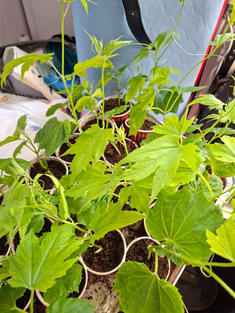 Biologische Sopropo, Tuin en Terras, Planten | Tuinplanten, Ophalen of Verzenden, Eenjarig, Groenteplanten, Volle zon