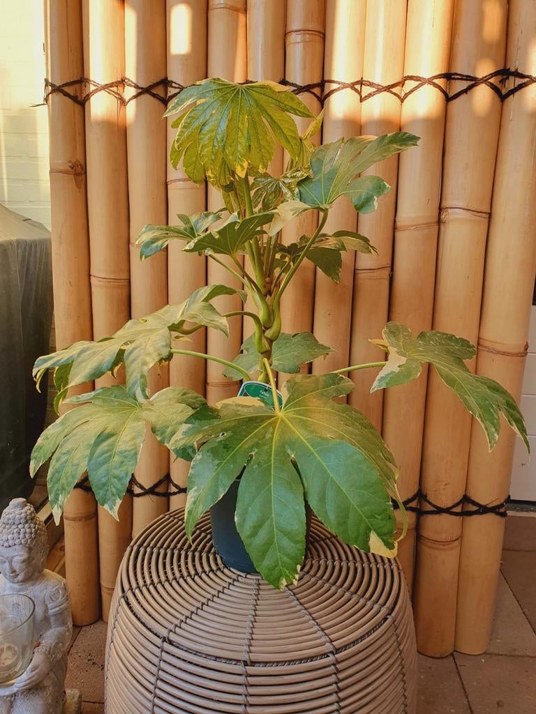 Fatsia Japonica Variegata - Vingerplant, Tuin en Terras, Ophalen, Vaste plant, Halfschaduw