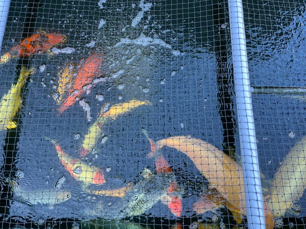 Diverse japanse koi, Karper of Koi