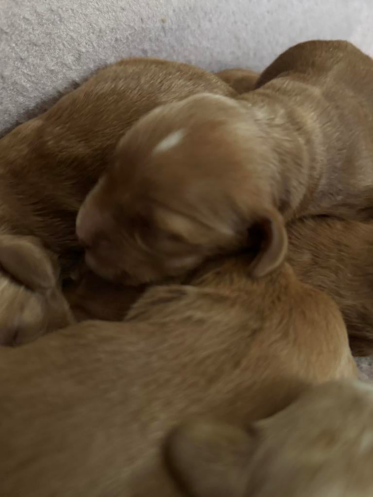 Australian labradoodle pups met afstammings bewijs!!, Parvo, Overige rassen, 8 tot 15 weken, Meerdere