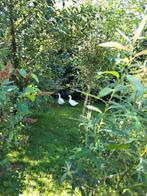 ganzen ,kippen ,eenden, Dieren en Toebehoren, Pluimvee, Meerdere dieren, Gans of Zwaan