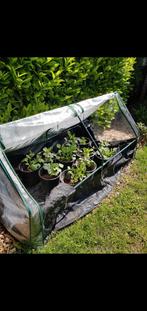 Kweekkas Kas Dubbel PVC 180 x 90 x 90 cm, Ophalen, Gebruikt, Kweektent