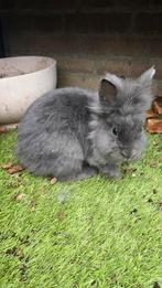 Leuk konijn te koop, Dieren en Toebehoren, Konijnen