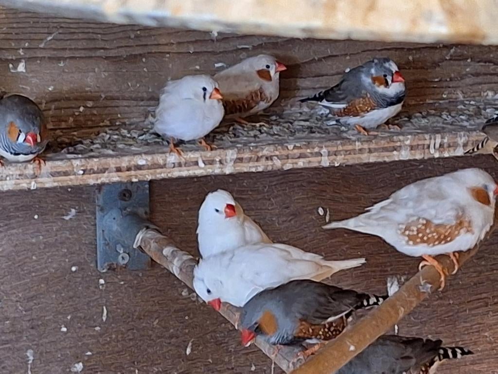 zebra vinken en 1 kwartel, 0 tot 2 jaar