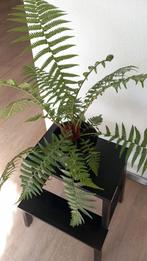 Boomvaren Dicksonia, Ophalen, Overige soorten, Halfschaduw