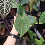 Anthurium King of Spades HU (2), Huis en Inrichting, Ophalen of Verzenden, Halfschaduw, Minder dan 100 cm