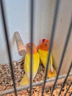 Opaline fischeri, Meerdere dieren, Dwergpapegaai of Agapornis