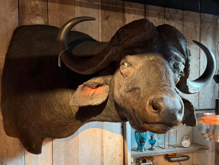 Zeer grote half mount waterbuffet taxidermie heel erg mooi, Verzamelen, Dierenverzamelingen, Zo goed als nieuw, Opgezet dier, Vogel