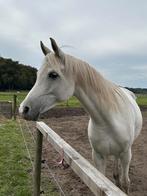 Te Huur Gezocht Weiland Omgeving Heumen, Malden, Groesbeek, Weidegang