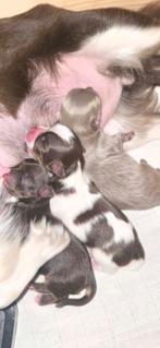 Pomchi pups zijn geboren 🎉, Dieren en Toebehoren, Overige rassen, 8 tot 15 weken, Parvo, Meerdere