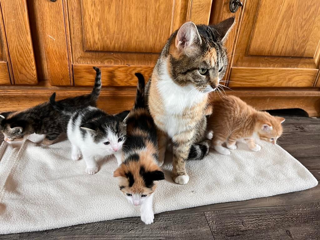 KITTENS heel lief, Dieren en Toebehoren, Katten en Kittens | Overige Katten, Kortharig, Meerdere dieren, 0 tot 2 jaar