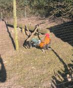 Drentse hoender haan, Dieren en Toebehoren, Pluimvee, Mannelijk, Kip