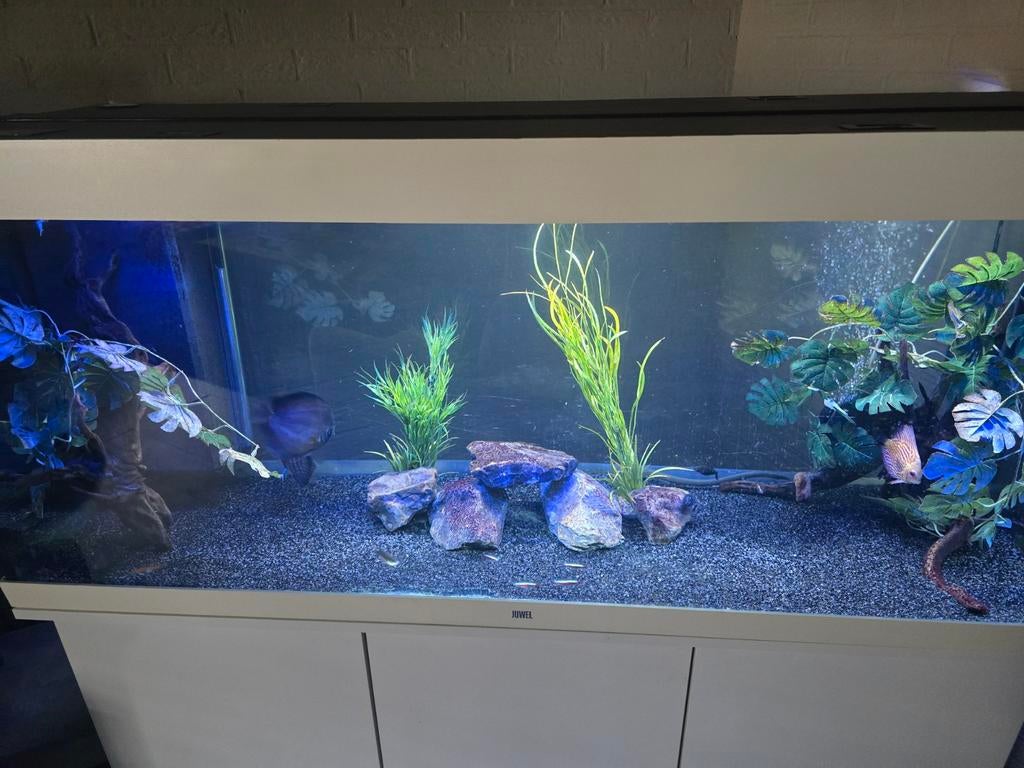 Aquarium, Dieren en Toebehoren, Vissen | Aquaria en Toebehoren, Ophalen of Verzenden, Zo goed als nieuw, Gevuld zoetwateraquarium