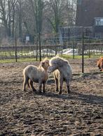 Verzorger gezocht voor 2 lieve shetlanders (Noordwijk), Dieren en Toebehoren, Ophalen of Verzenden, Zo goed als nieuw